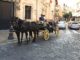 Pferdekutsche in Palma auf Mallorca