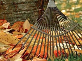 Es gibt viele Möglichkeiten, das bunte Herbstlaub zu nutzen. Foto: pixabay.com/Bund deutscher Baumschulen e.V./akz-o